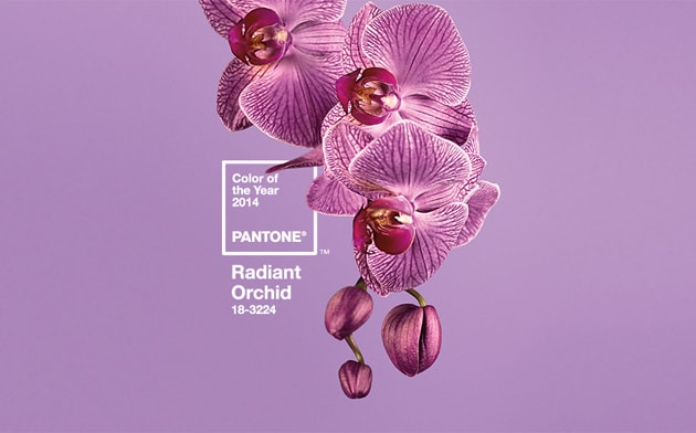 panton-colour-of-the-year-orchidmain_banner